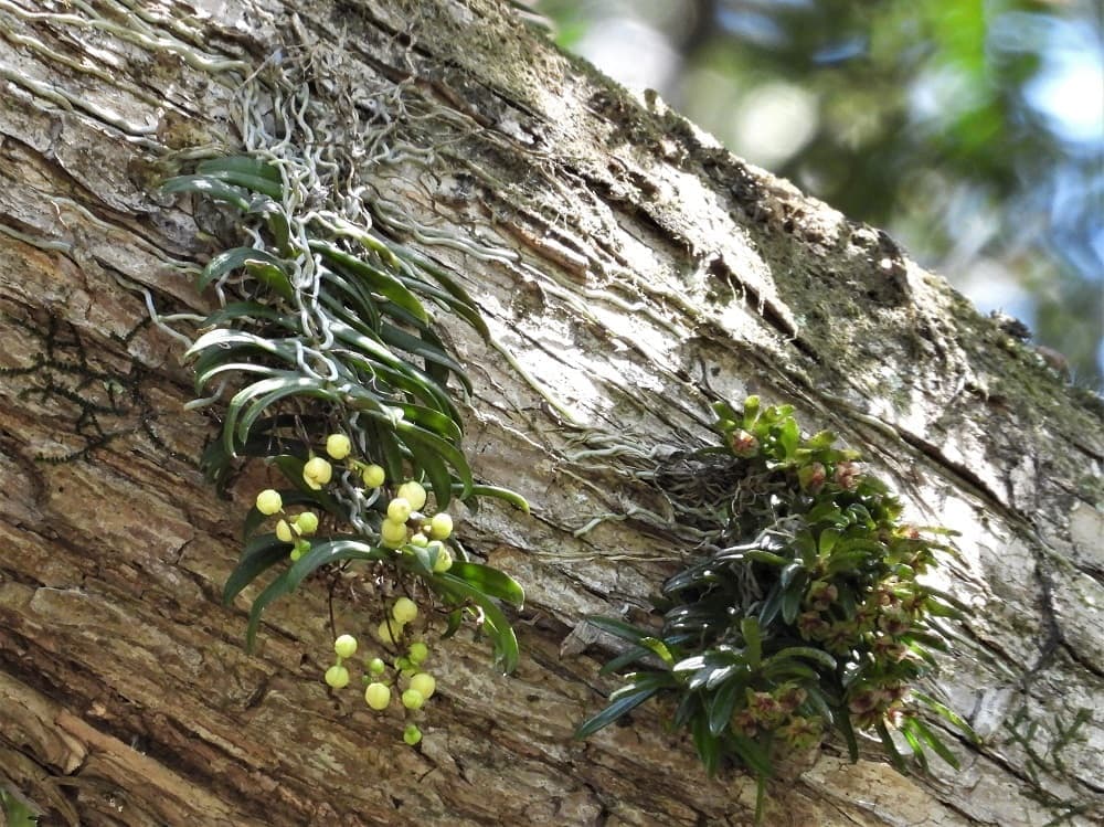 涼ヶ岡八幡神社 縁結びのカヤ 着生 カヤラン マツラン 絶滅危惧