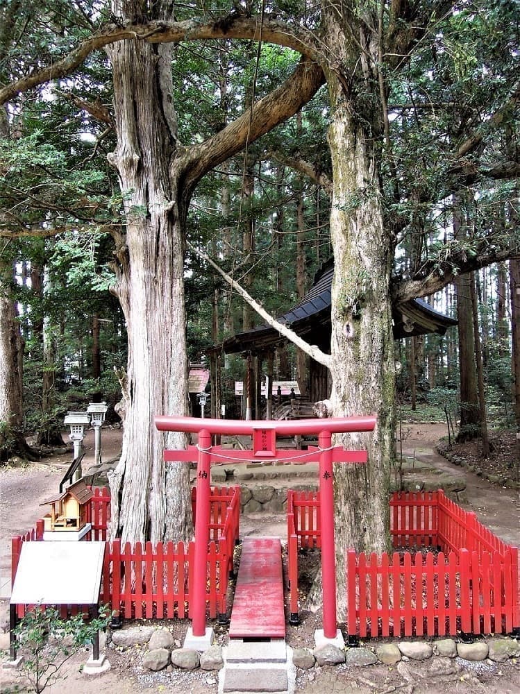 カヤの古木2本が太い幹でつながっていることから｢縁結びのカヤ｣としてパワースポットになっている。