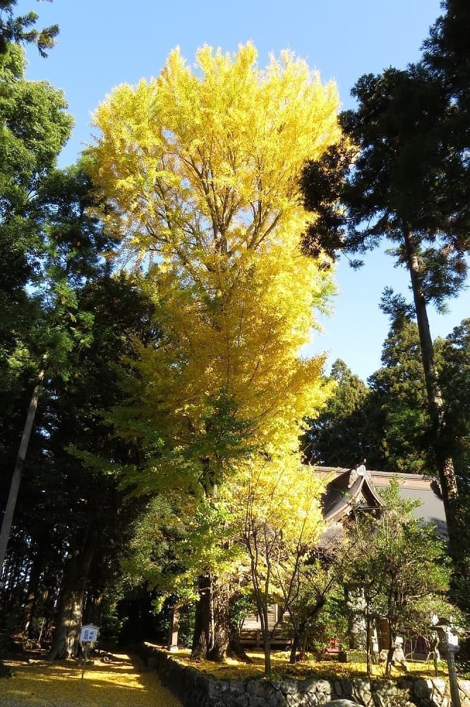 雄なのに一部の枝にぎんなんがなる不思議な大イチョウ