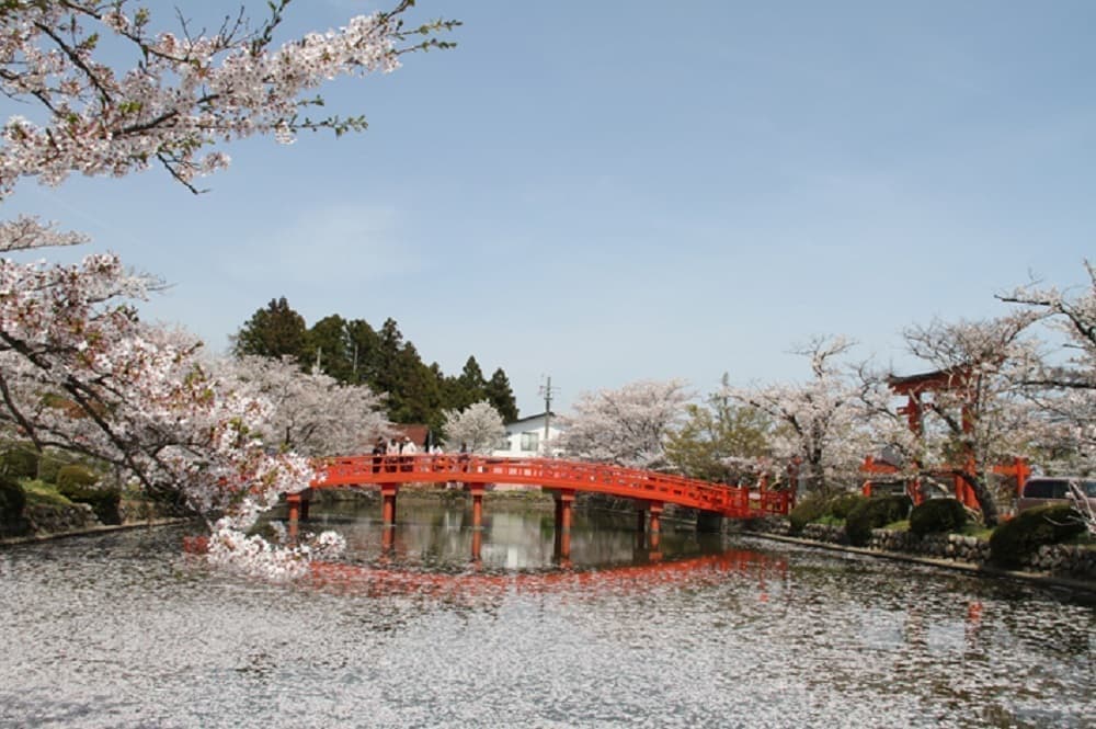桜の花びらで覆われた放生池