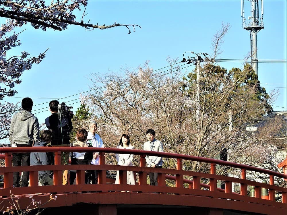 涼ヶ岡八幡神社 桜 母心 関あつし