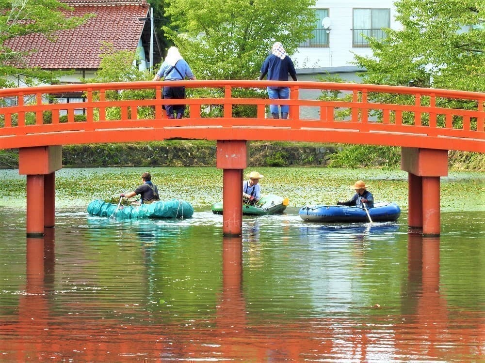 涼ヶ岡八幡神社 放生池