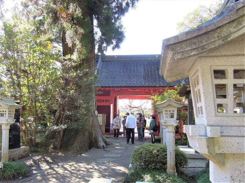 涼ヶ岡八幡神社 天然記念物 夫婦スギ夫婦スギ