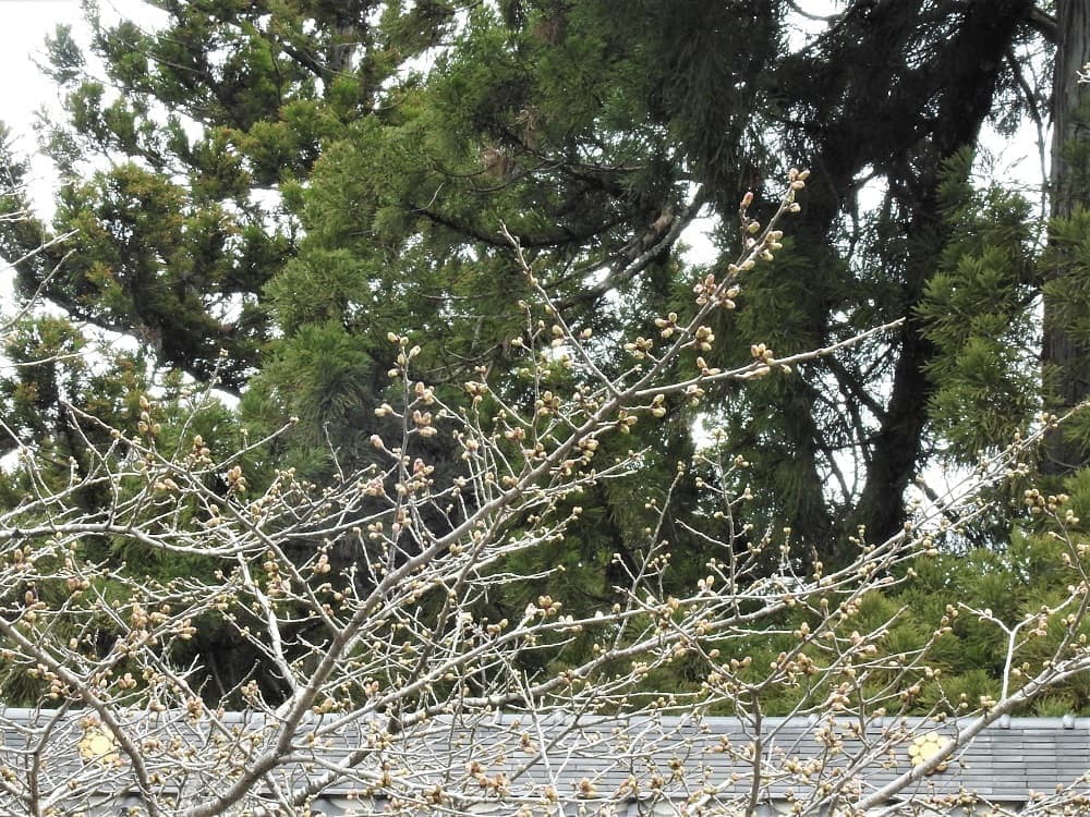 涼ヶ岡八幡神社 随身門前の桜 開花情報