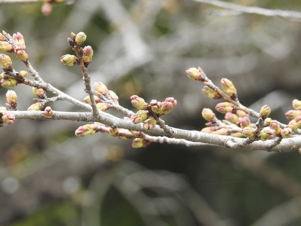 涼ヶ岡八幡神社 桜 開花情報