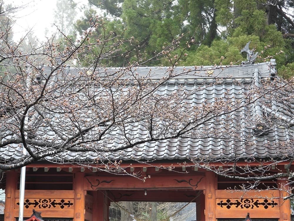 涼ヶ岡八幡神社 随身門前の桜 開花情報