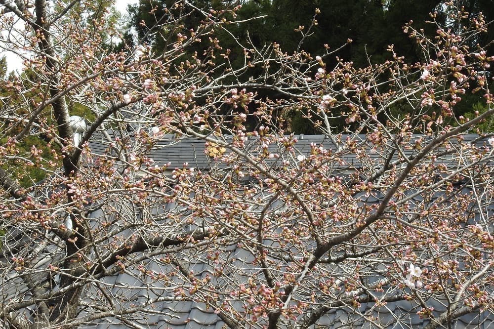 涼ヶ岡八幡神社　随身門前の桜　開花情報