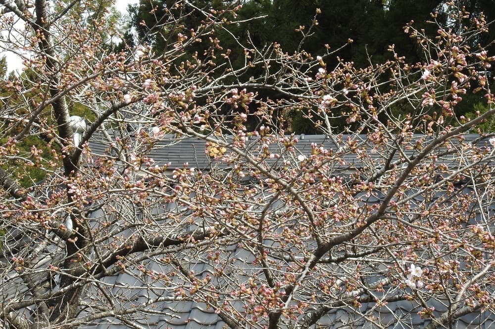 涼ヶ岡八幡神社 随身門前の桜 開花情報