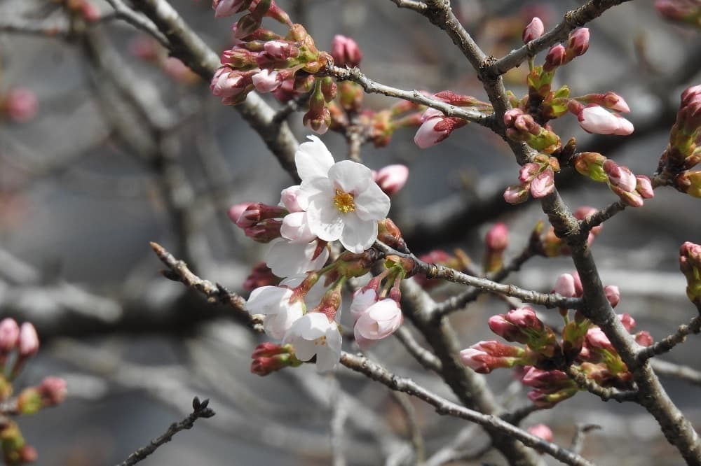 涼ヶ岡八幡神社 桜 開花情報