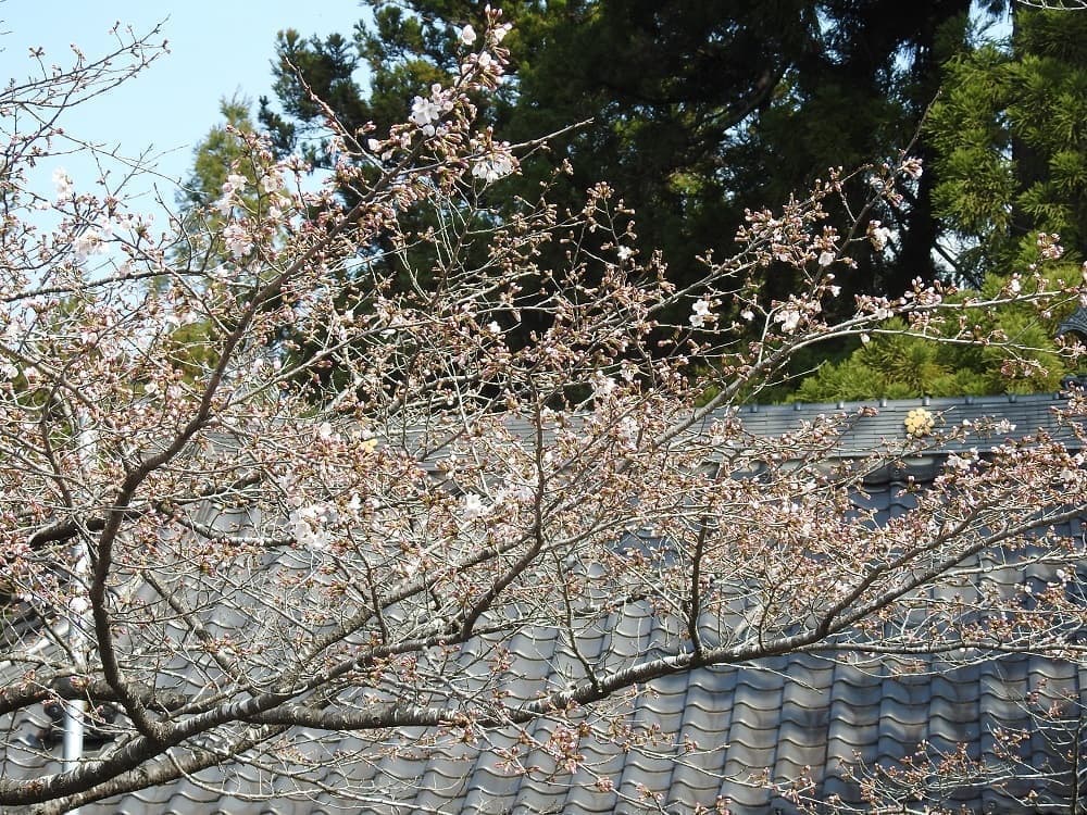 涼ヶ岡八幡神社 随身門前の桜 開花情報
