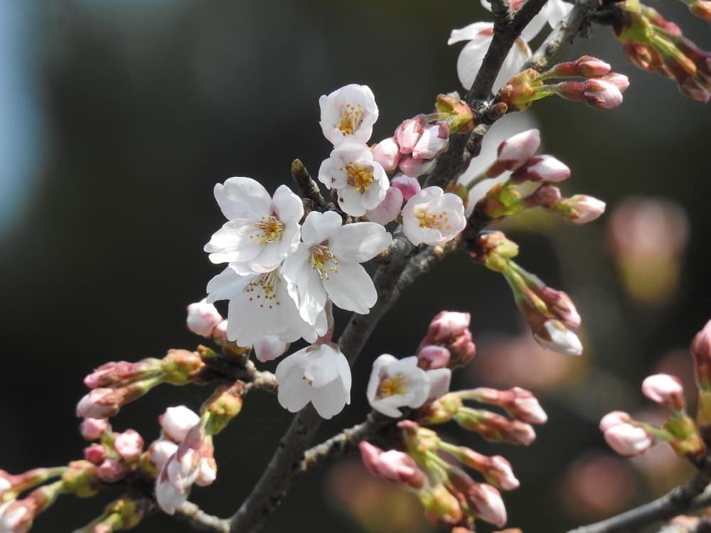 涼ヶ岡八幡神社 桜 開花情報