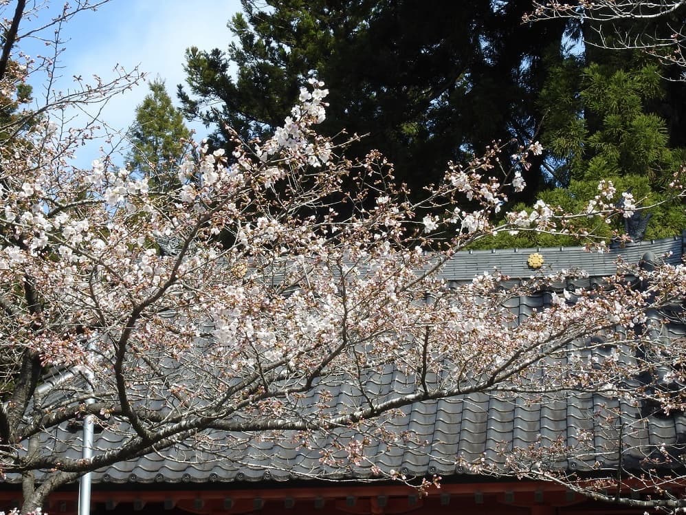 涼ヶ岡八幡神社 随身門前の桜 開花情報