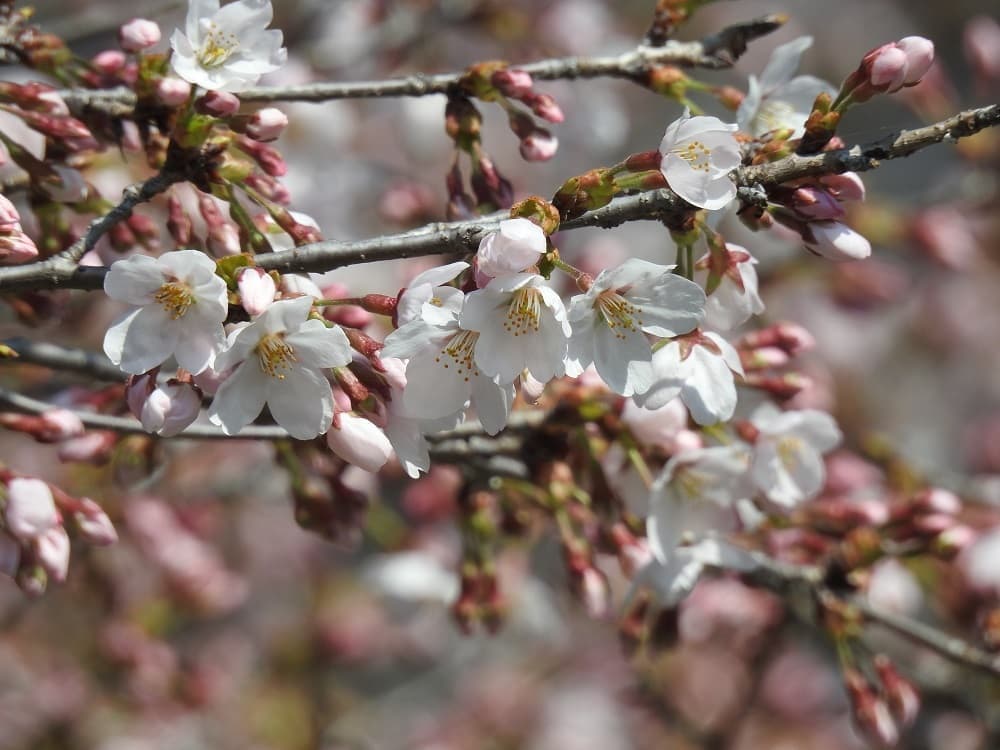涼ヶ岡八幡神社 桜 開花情報