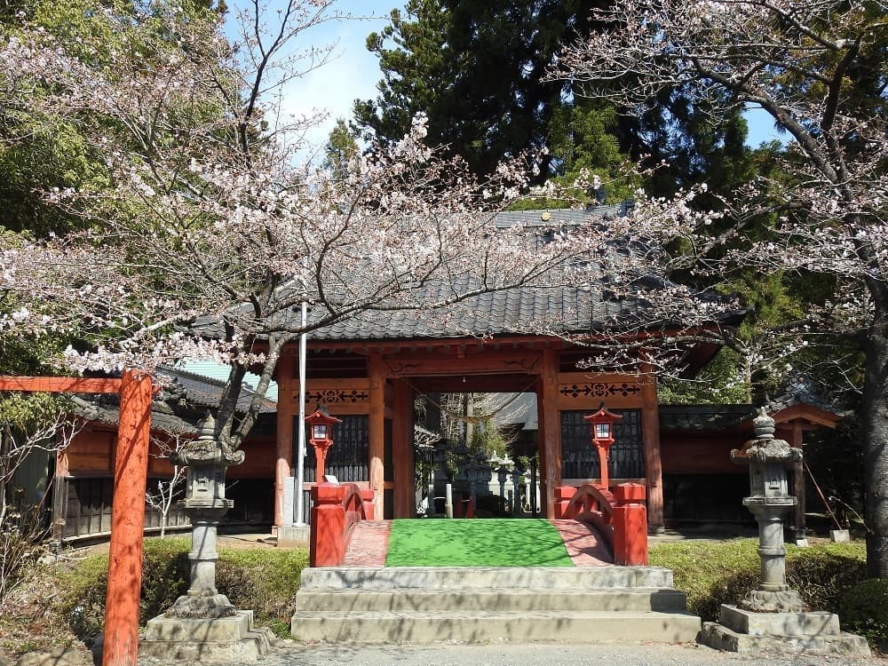 涼ヶ岡八幡神社　桜　開花情報