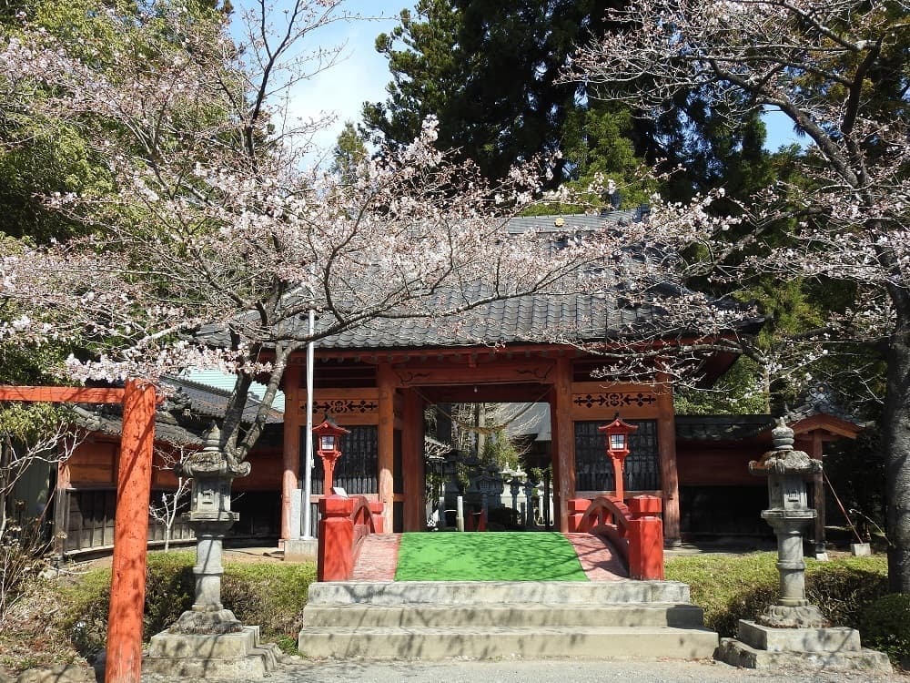 涼ヶ岡八幡神社 桜 開花情報