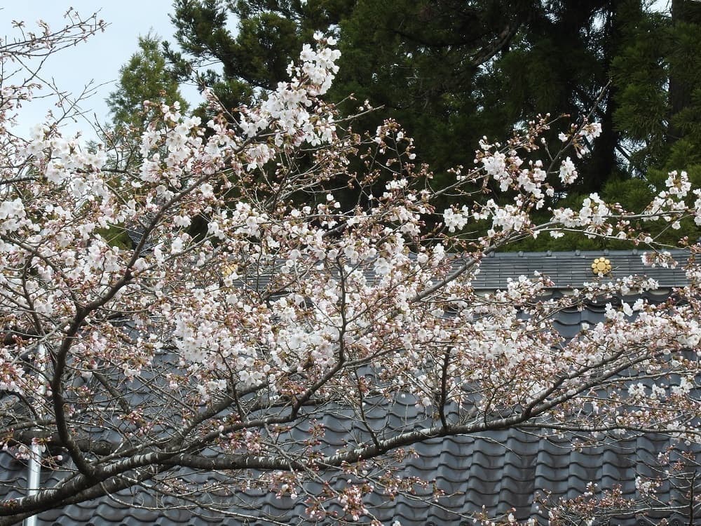 涼ヶ岡八幡神社 随身門前の桜 開花情報