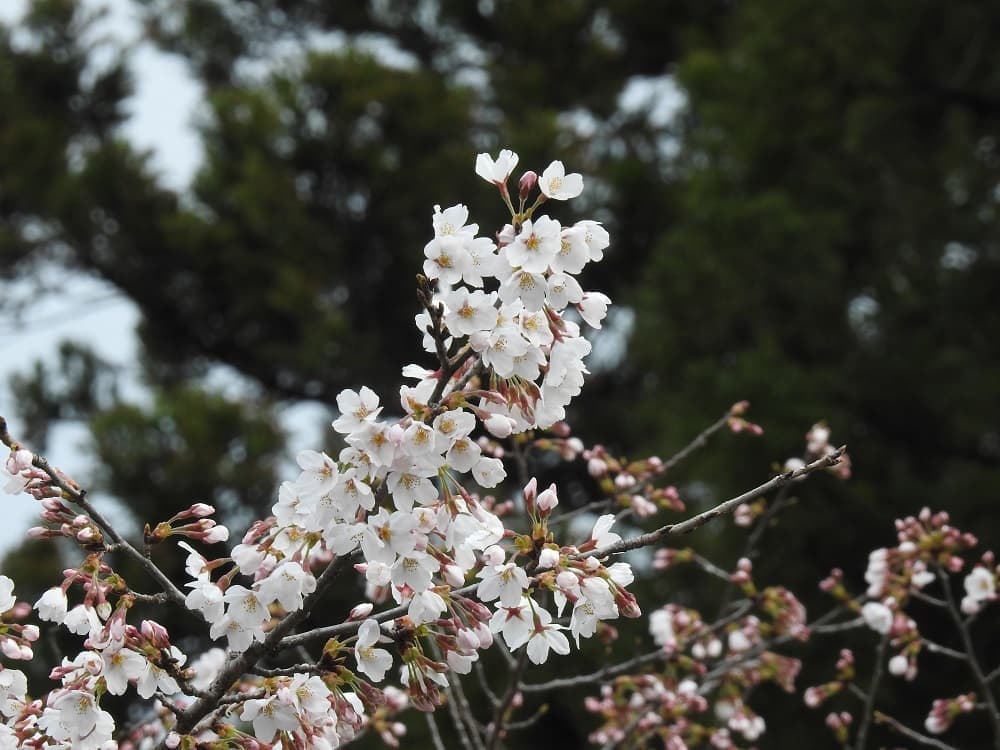 涼ヶ岡八幡神社 桜 開花情報