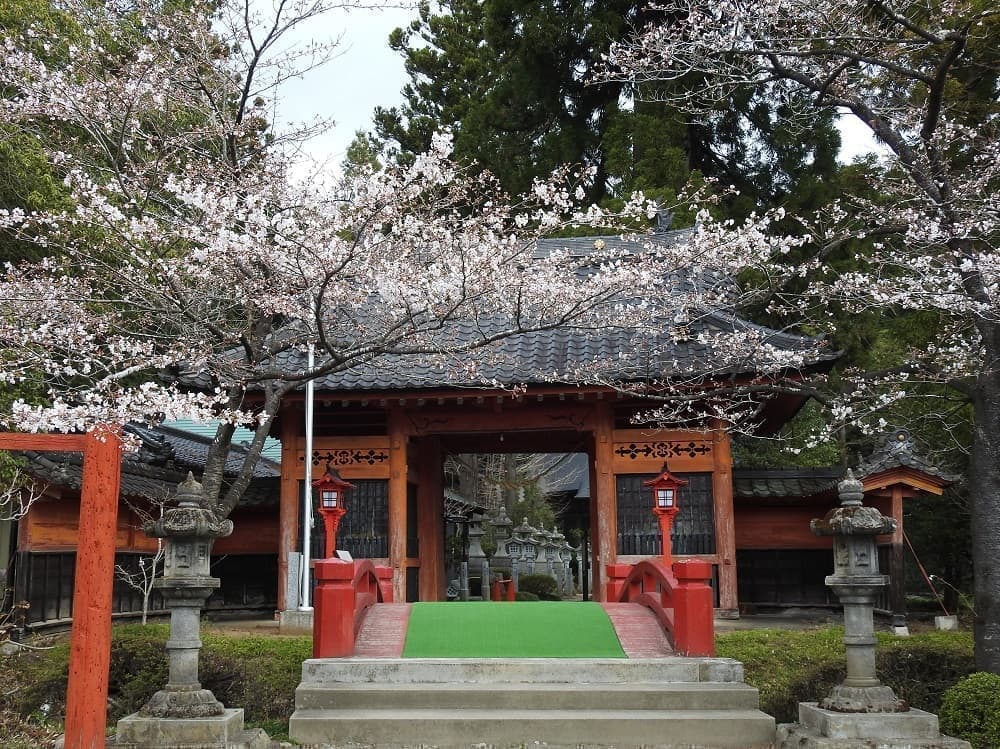 涼ヶ岡八幡神社 桜 開花情報