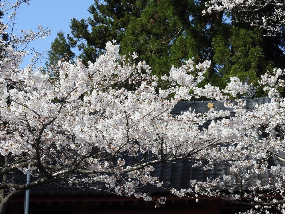 涼ヶ岡八幡神社 随身門前の桜 開花情報