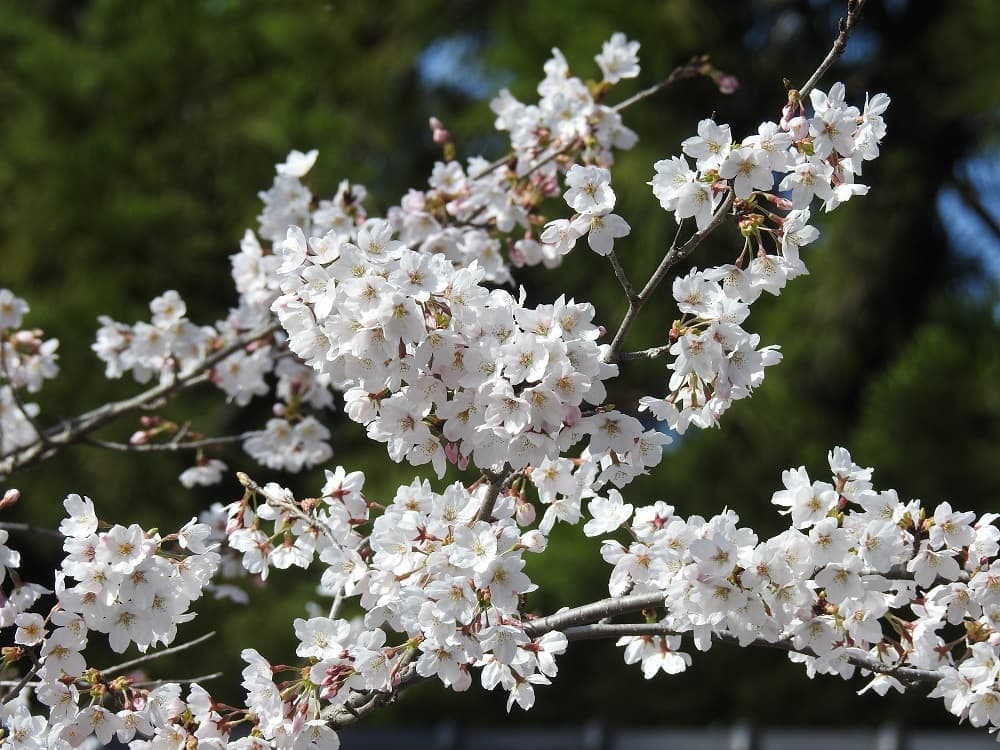 涼ヶ岡八幡神社 桜 開花情報