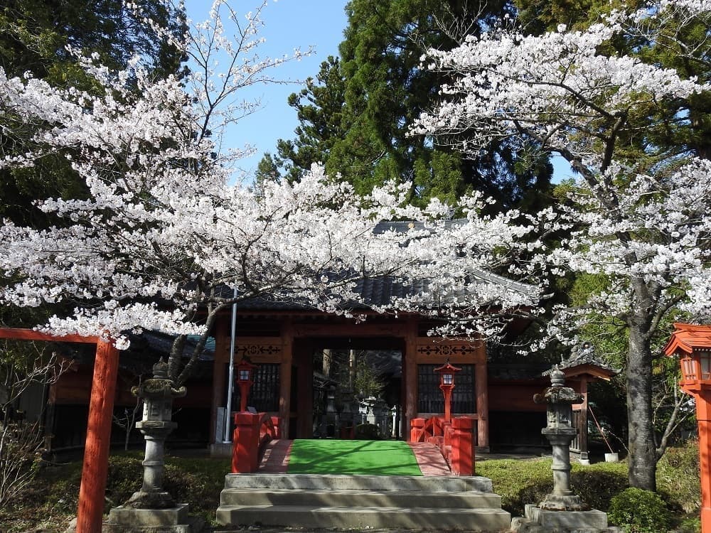 涼ヶ岡八幡神社 桜 開花情報