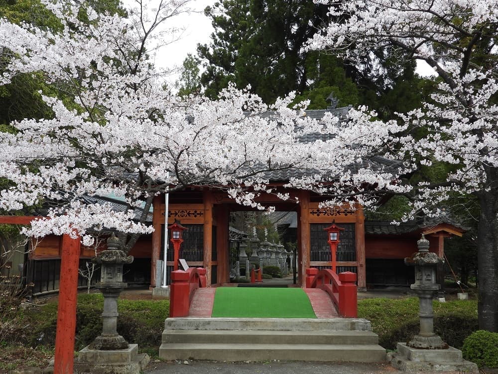涼ヶ岡八幡神社 随身門前の桜 開花情報
