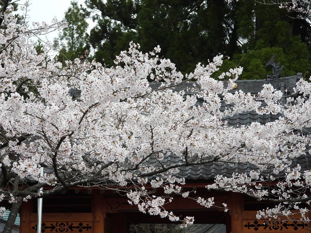 涼ヶ岡八幡神社 桜 開花情報