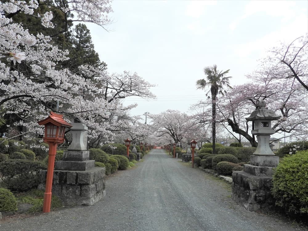涼ヶ岡八幡神社 桜 開花情報