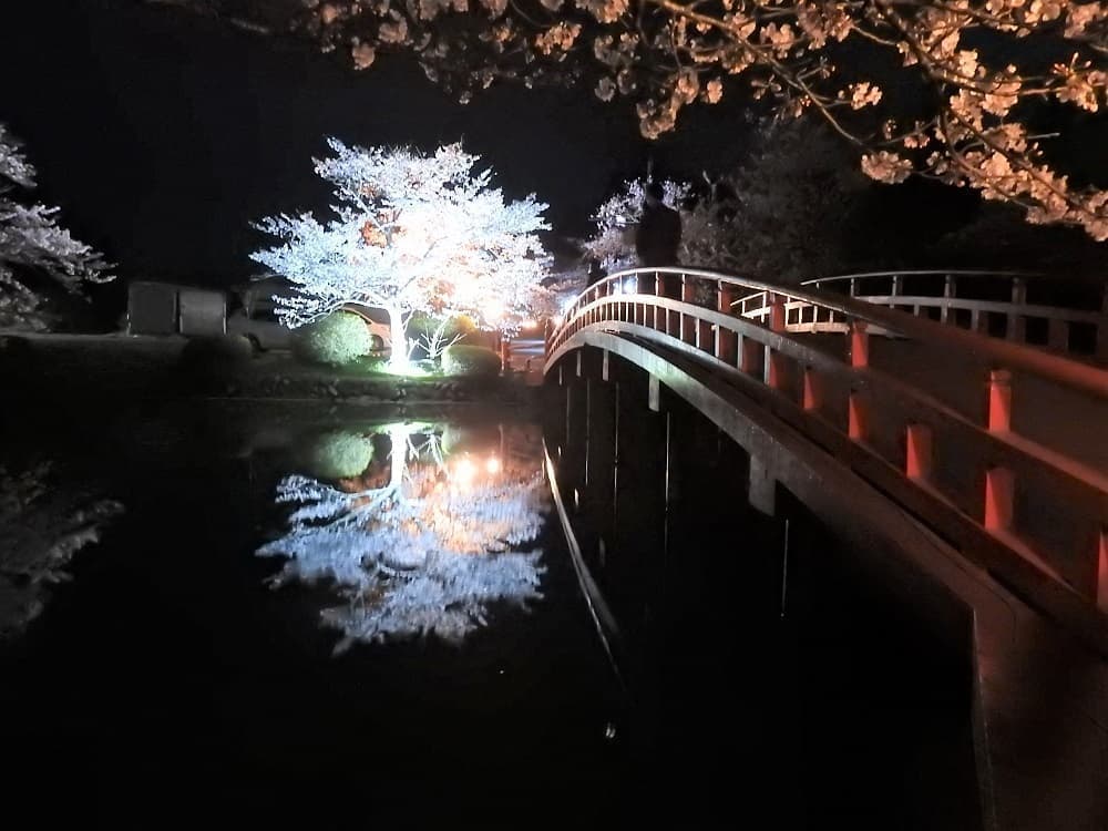 涼ヶ岡八幡神社 開花情報 ライトアップ