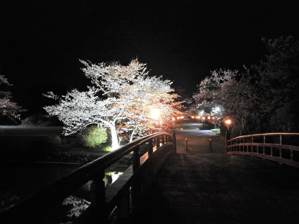 涼ヶ岡八幡神社　桜　開花情報　ライトアップ