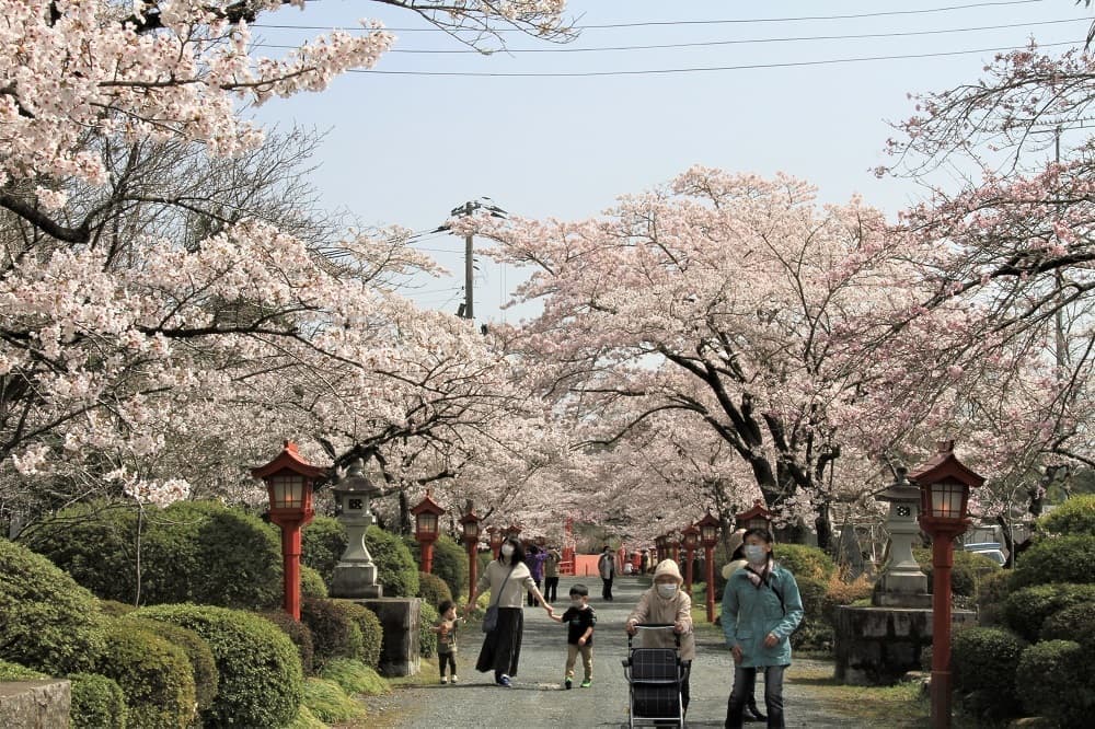 涼ヶ岡八幡神社 開花情報 参道