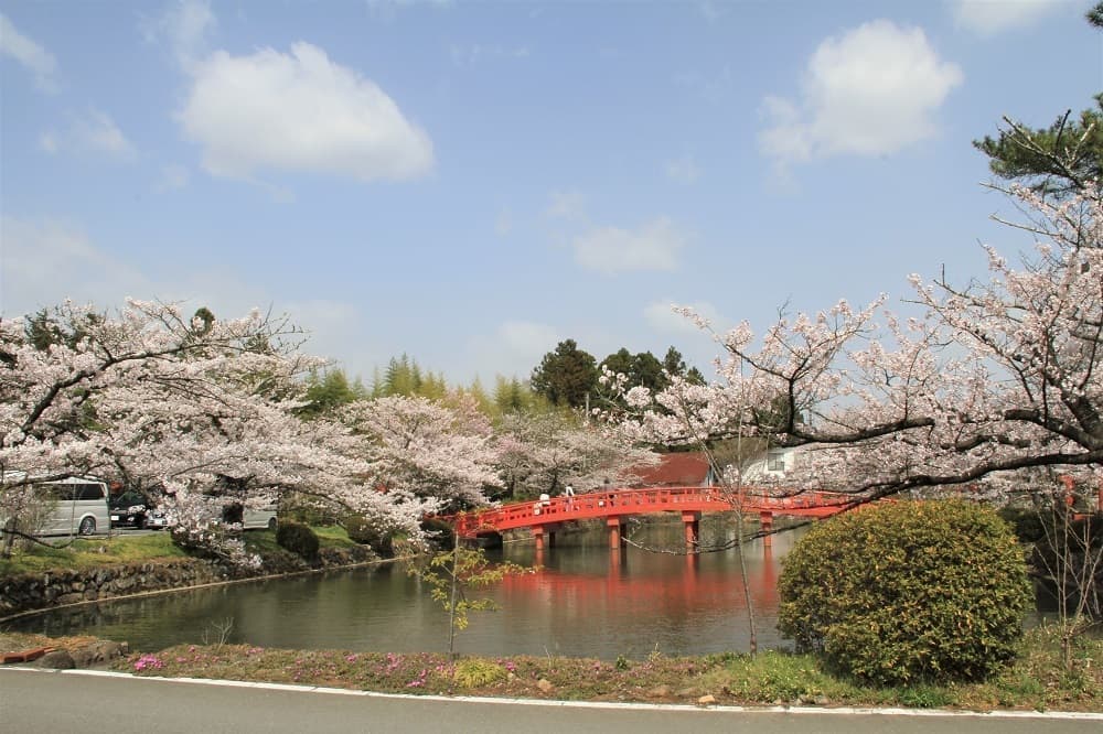 涼ヶ岡八幡神社 放生池 桜 開花情報