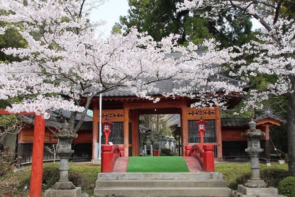 涼ヶ岡八幡神社 随身門 桜 開花情報