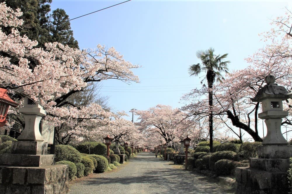 涼ヶ岡八幡神社 開花情報 参道