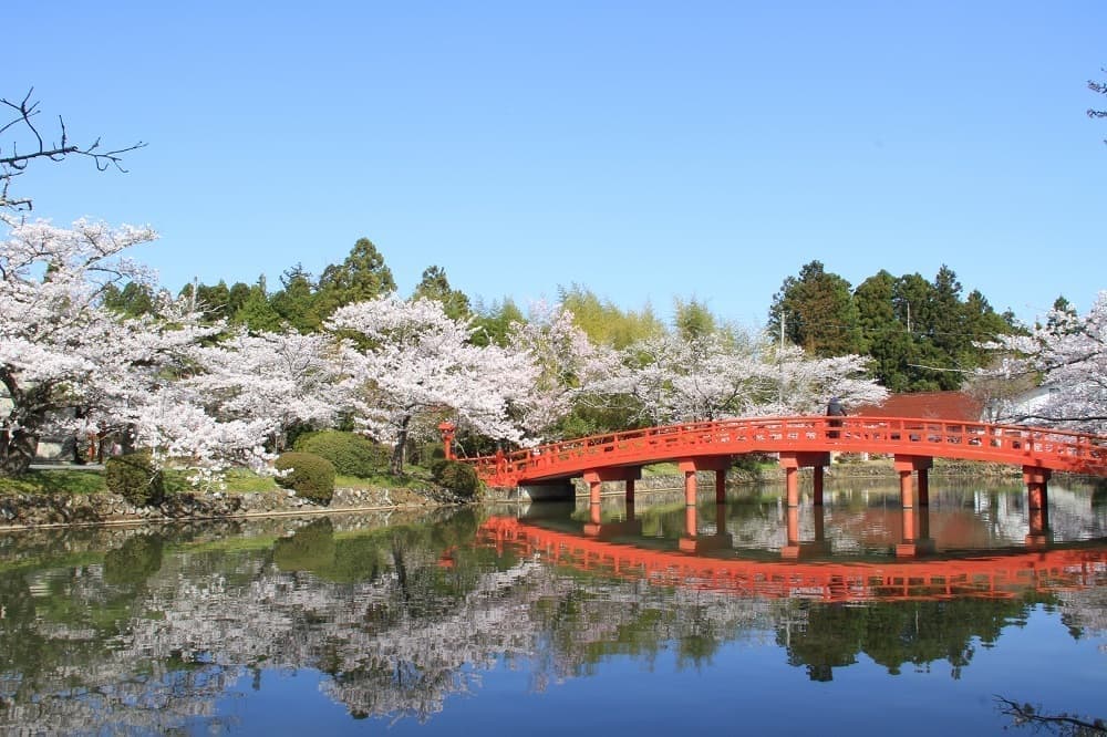 涼ヶ岡八幡神社 放生池 桜 開花情報