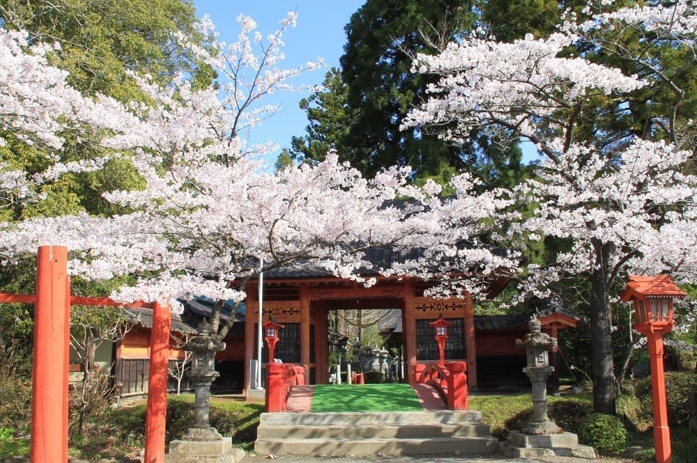 涼ヶ岡八幡神社　随身門　桜　開花情報