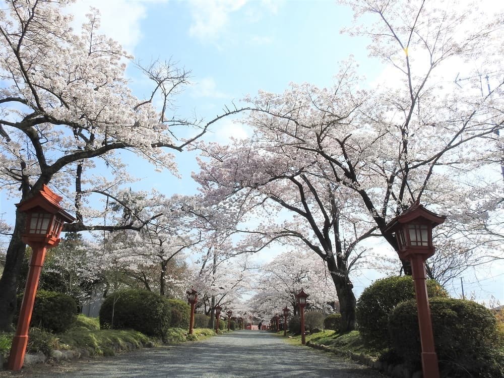 涼ヶ岡八幡神社 開花情報 参道