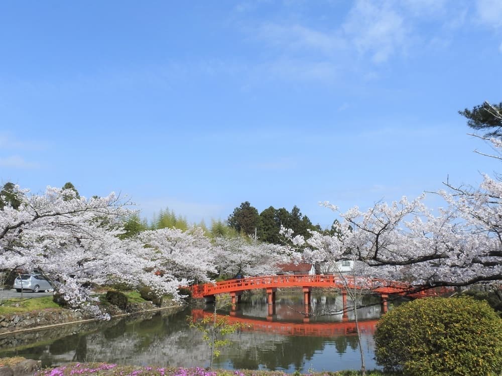 涼ヶ岡八幡神社 放生池 桜 開花情報