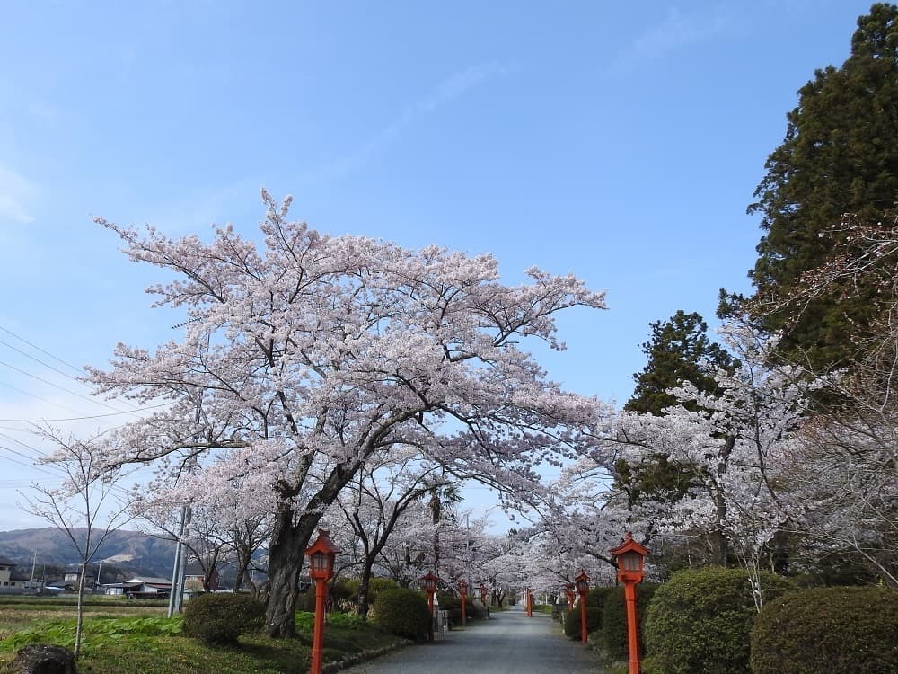 涼ヶ岡八幡神社 随身門 桜 開花情報