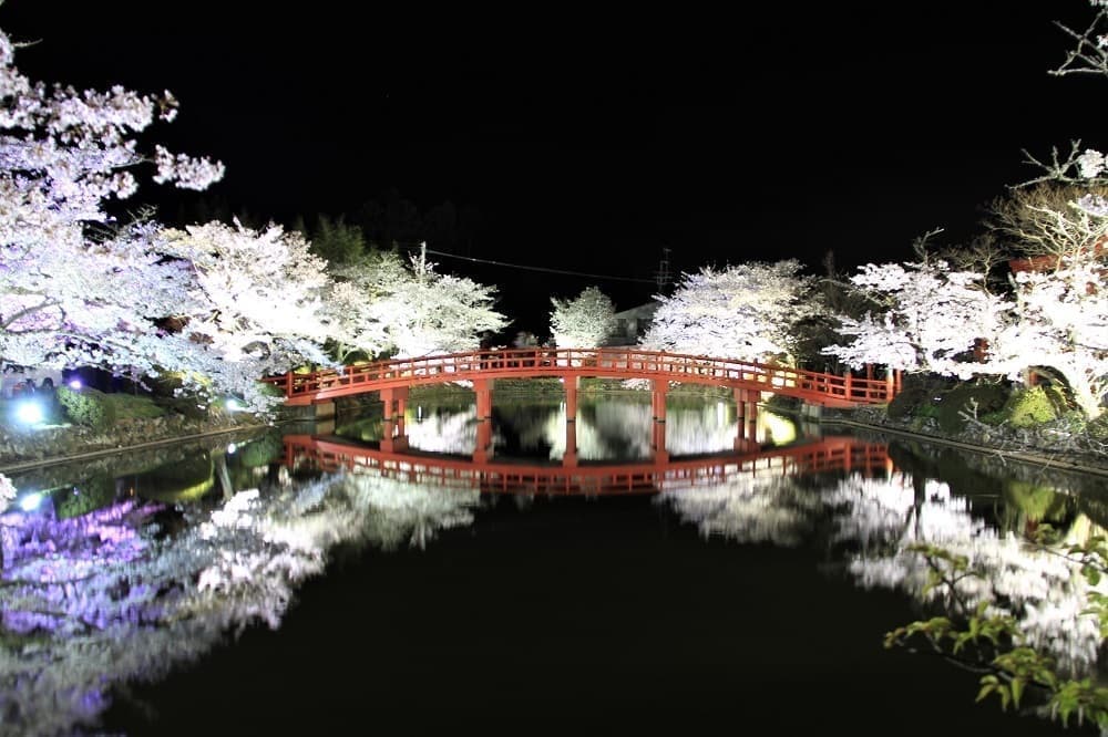 涼ヶ岡八幡神社　放生池　桜