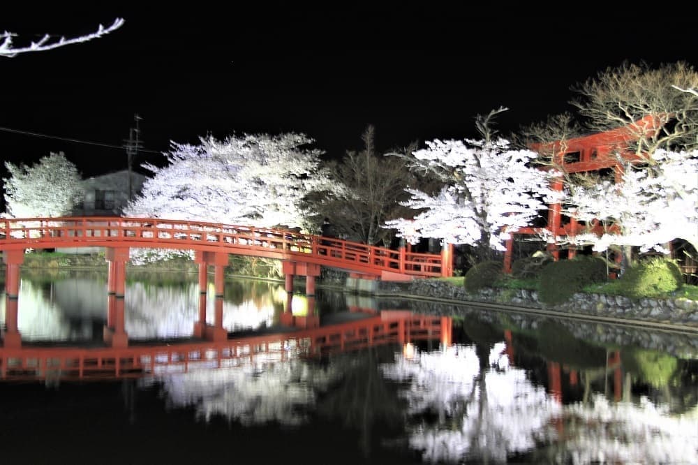 涼ヶ岡八幡神社 鳥居 神路橋 放生池 桜 開花情報