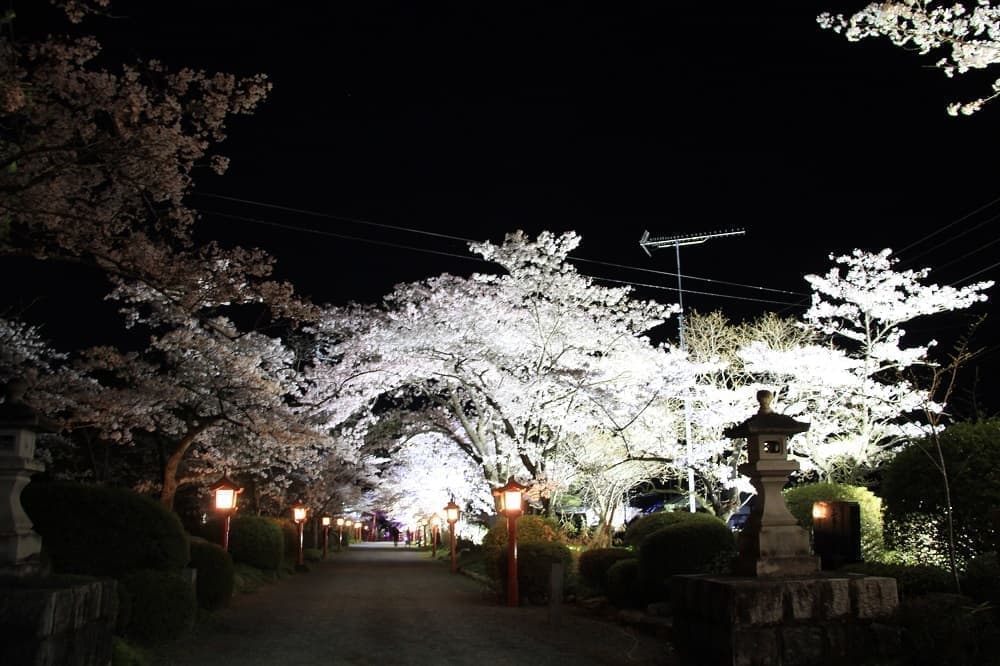 涼ヶ岡八幡神社 参道 桜 開花情報