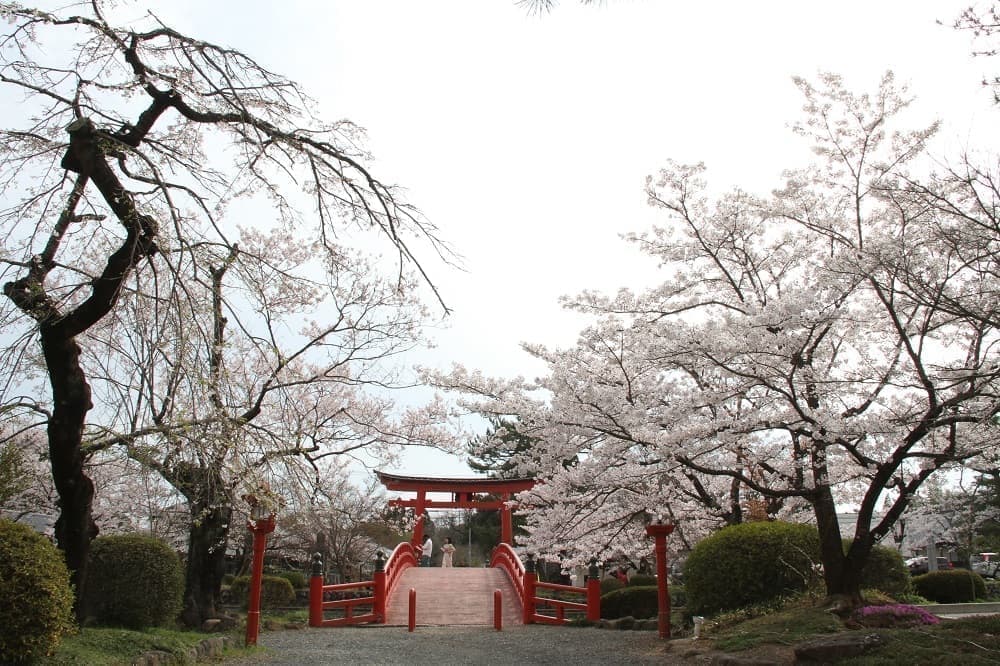 涼ヶ岡八幡神社 神路橋 放生池 鳥居 桜