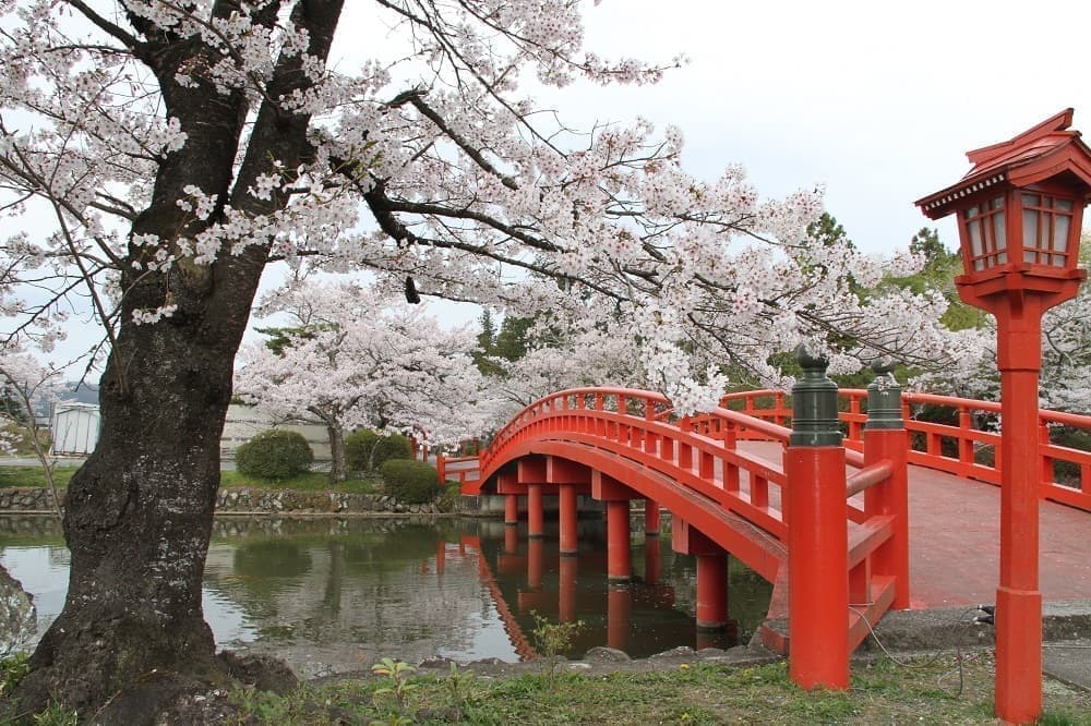 涼ヶ岡八幡神社 放生池 神路橋 桜