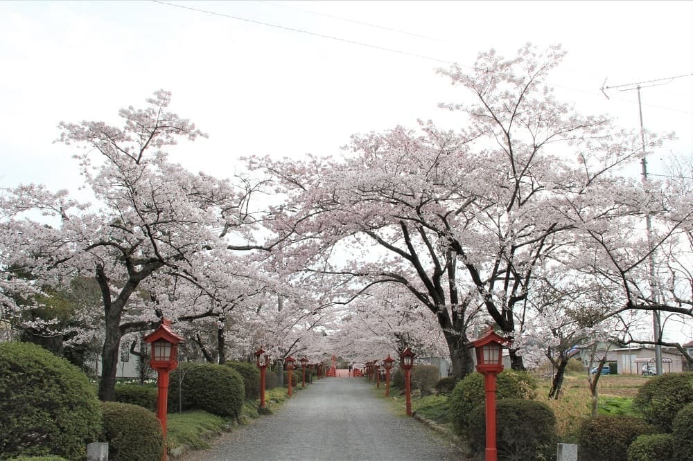 涼ヶ岡八幡神社 参道 桜