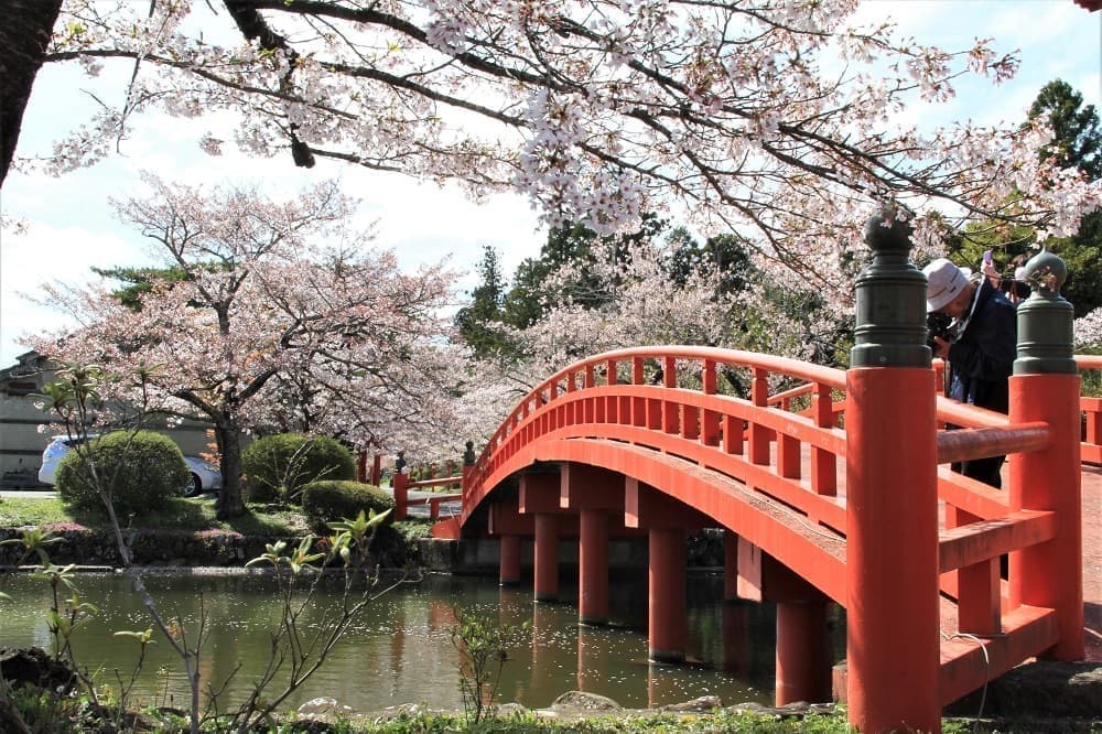 涼ヶ岡八幡神社　神路橋　放生池　桜