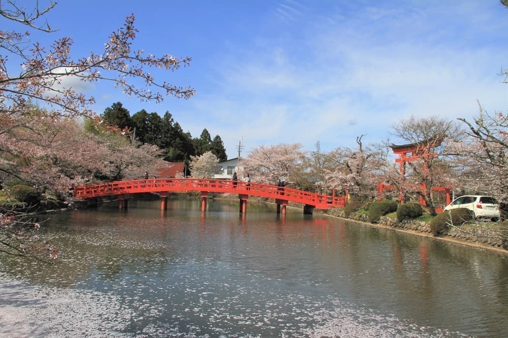 涼ヶ岡八幡神社 放生池 神路橋 桜