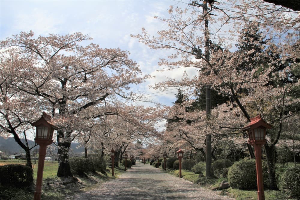 涼ヶ岡八幡神社 参道 桜