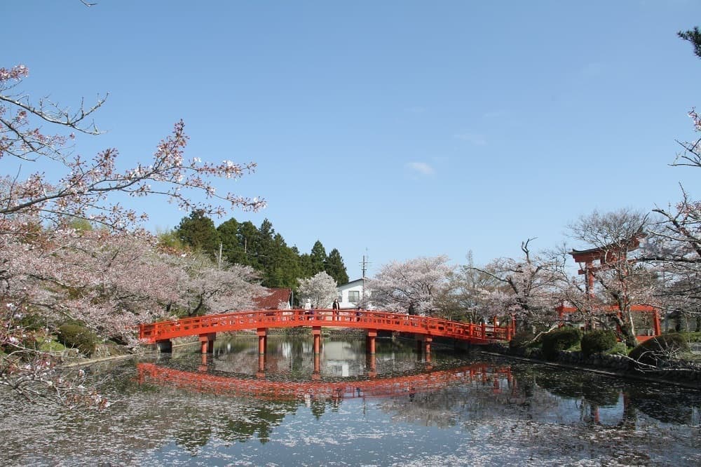 涼ヶ岡八幡神社 放生池 神路橋 桜