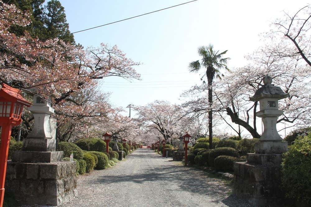 涼ヶ岡八幡神社 参道 桜